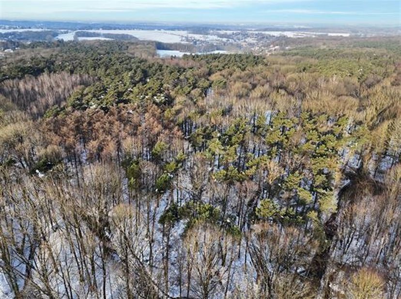 OPTION Très beau bois d&#039;un seul tenant d&#039;une contenance de 16 ha 57 a 50 ca accessible par des chemins.&lt;br /&gt;
Il est composé de peuplements divers : P