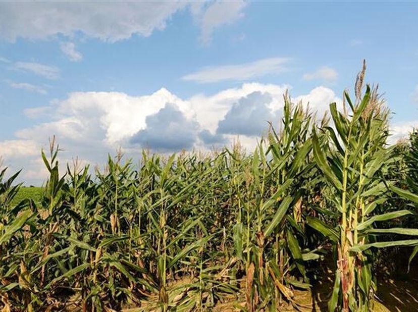 4  beaux ensembles de terres de cultures et prairies d&#039;une contenance totale de 21 ha 28 a 90 ca, majoritairement libres d&#039;occupation.&lt;br /&gt;
Sols de b
