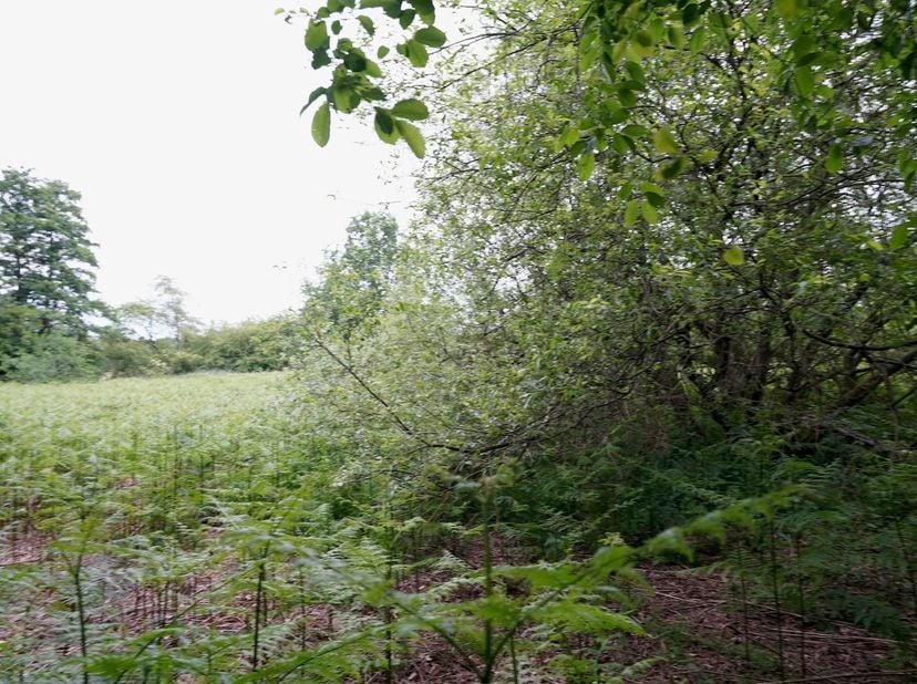 Terrain à vendre
                    à 3581 Beverlo