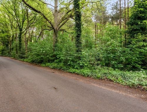                                        Bois à vendre à Zandvliet, € 15.000
