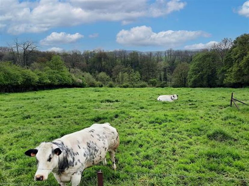 Très beau terrain à létat de prairie, de relief en pente sud, sis à une voirie asphaltée.&lt;br /&gt;
Ce terrain présente une façade utile à rue d&#039;environ 3