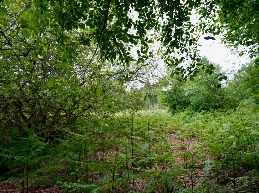 Terrain à vendre
                    à 3581 Beverlo
