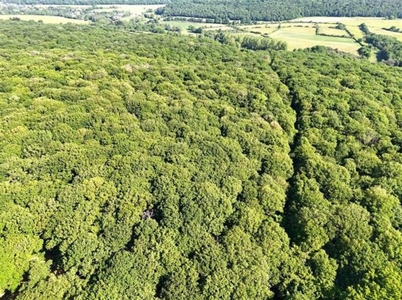Très bel ensemble boisé feuillu d&#039;une contenance de + de 18 ha, dun seul tenant, de configuration et de relief réguliers, situé au sein d&#039;un massif fo