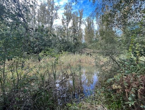                                         Bos te koop in Zandhoven, € 80.000
