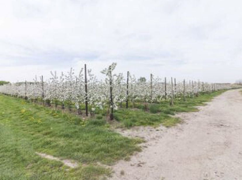 4 percelen laagstammige boomgaard, gelegen te Kipdriesen en Biesemstraat, Rummen (Geetbets), totale oppervlakte: 4ha 13a 27ca.  &lt;br /&gt;
De gronden zijn