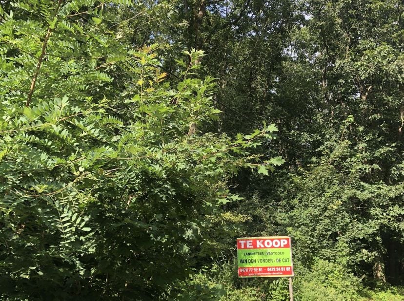 Recreatiegrond van 24a 35ca gelegen in Westmeerbeek aan de N15 met achteraan een zeer rustige, groene omgeving. Het (her)oprichten van een chalet valt