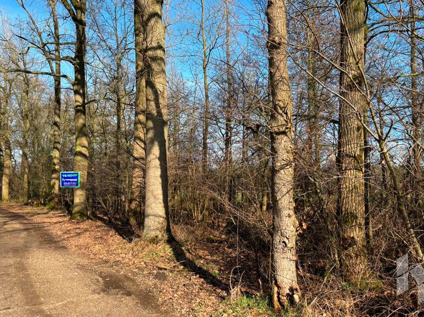PANHOVENSTRAAT  3990 PEER<br />
<br />
Zeer mooi perceel bos, met een oppervlakte van 5195m, gelegen in agrarisch gebied, voorzien van mooie eiken bom