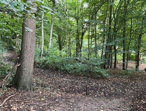                                         Bos te koop in Holsbeek, € 20.000
