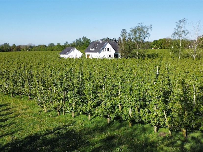 Deze klassieke villa werd gebouwd in ±1966 en resulteerde in een mooie gezinswoning. Via de inkomhal met gastentoilet bereiken we de aangename leefrui