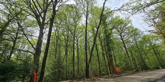 Terrain à vendre à Avenue de la Sapinière 45, 5630 Cerfontaine