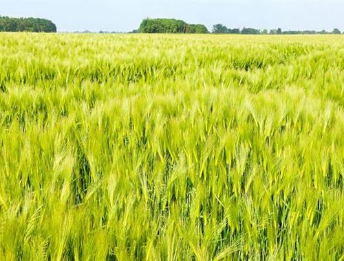                                         Terrain agricole à vendre à Céroux-Mousty, € 2.291.000
