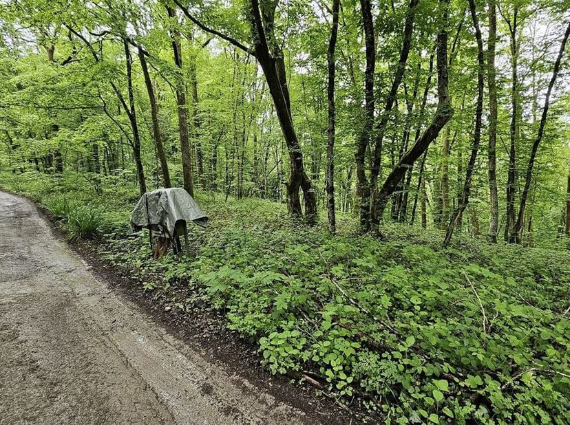 SOUS OPTION - PLUS DE VISITE - Dans le bois du Seigneur, au chemin des Bouleaux à Cerfontaine. <br />
Terrain de 63 ares, situé en zone de loisir.<br