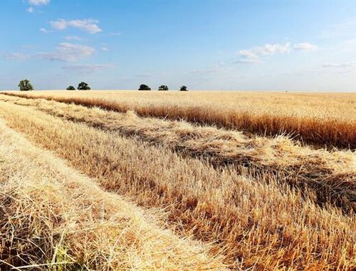                                         Terrain agricole à vendre à Merbes-le-Château, € 119.500
