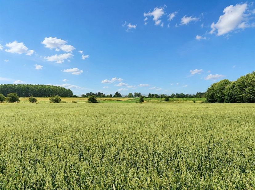Terrain à vendre à Voie des Gérons,
                    5351 Haillot