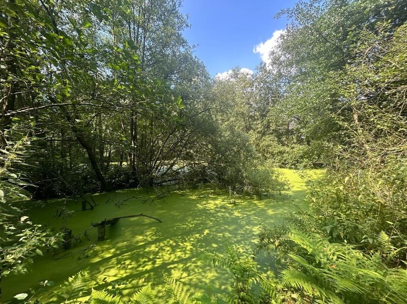 Gelegen te Schrans in Geel bevindt zich dit prachtige perceel. Dankzij deze ligging genieten we hier van een rustige en groene omgeving met toch een v