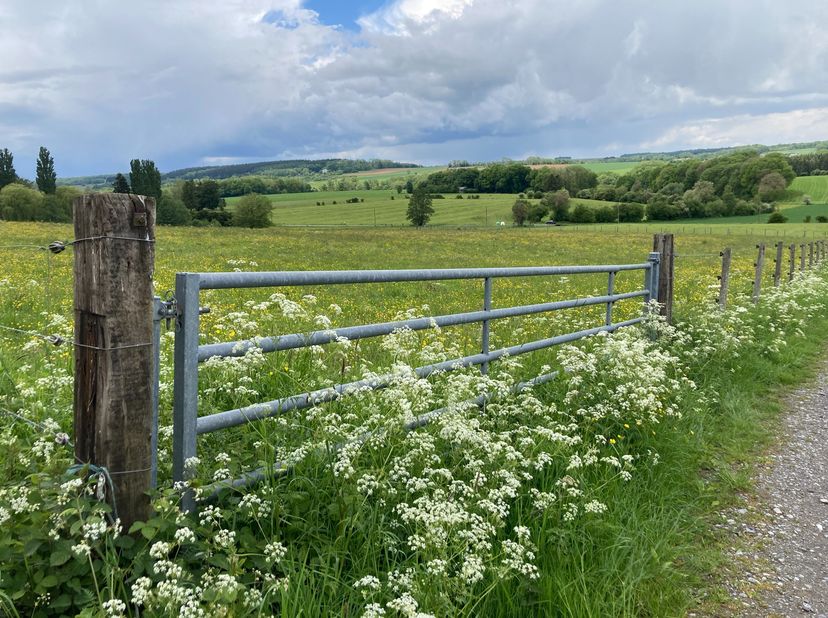 Gelegen in het landelijke Borlon (Durbuy), op het kruispunt van de Route d’Oneux en de Chemin du Champ Mahay, liggen deze 9 aansluitende weilanden in