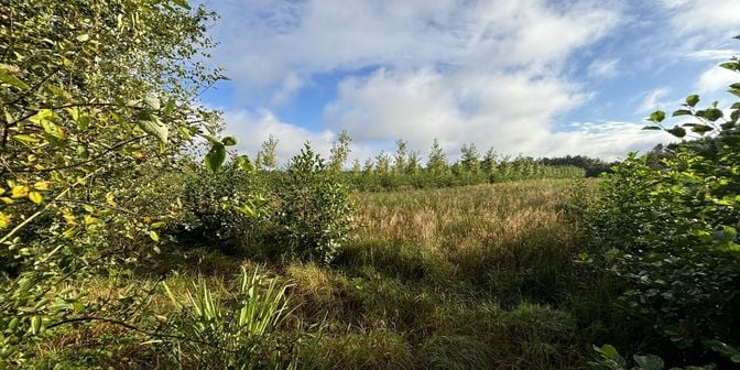 Grond te koop in Drie Puttekensheide, 2490 Balen