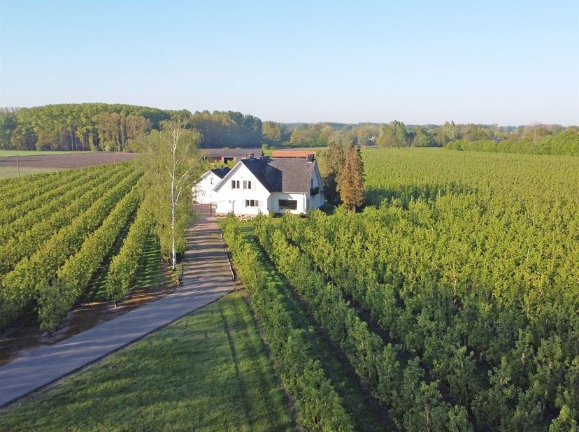 Deze klassieke villa werd gebouwd in ±1966 en resulteerde in een mooie gezinswoning. Via de inkomhal met gastentoilet bereiken we de aangename leefrui