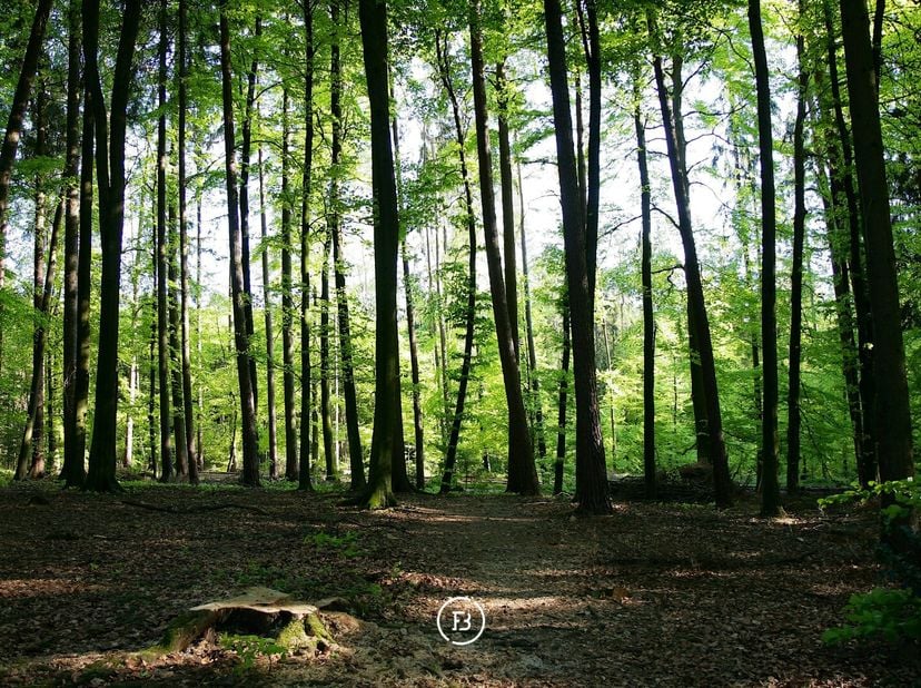 Ce terrain boisé de 1.834 m² est situé à Sint-Andries et constitue une opportunité intéressante pour un investissement à long terme. La parcelle bénéf