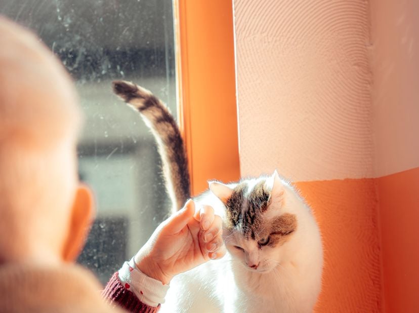Fonds de commerce Cat Café Anvers à vendre | Concept horeca unique au cœur d'Anvers<br />
Vous recherchez un établissement horeca à reprendre à Anvers