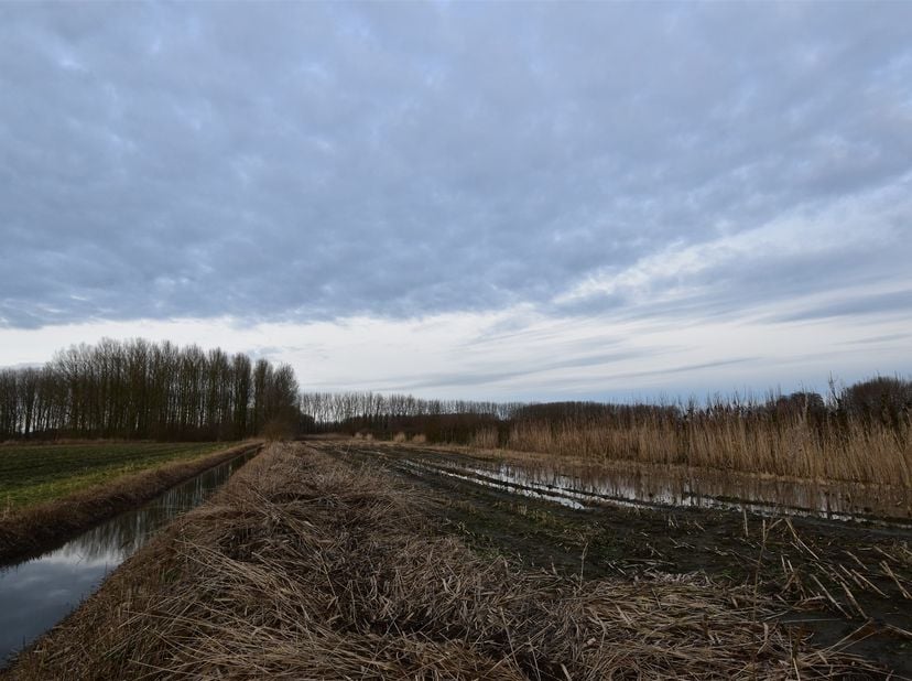 Langs de Koning Albertdijk in Moerzeke wordt deze landbouwgrond van 4.858 m² in een doodlopende straat te koop aangeboden.<br />
<br />
Het perceel