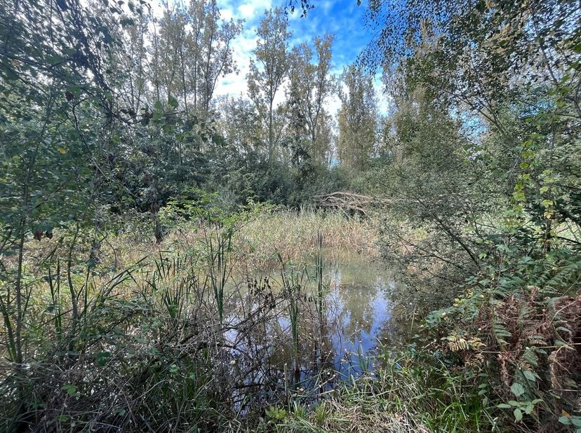 Een perceel weiland met vijver op 58a, nabij de Tappelbeek, te Zandhoven / Massenhoven.<br />
Toegang langs de Liersebaan.<br />
<br />
Bij interes