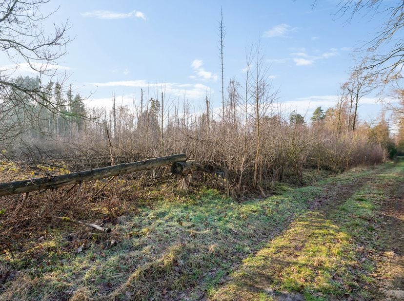 Investeren in een bosgrond? Meer en meer kopers overwegen dit om even de rust op te zoeken, hout te sprokkelen en te genieten van de natuur.<br />
Het