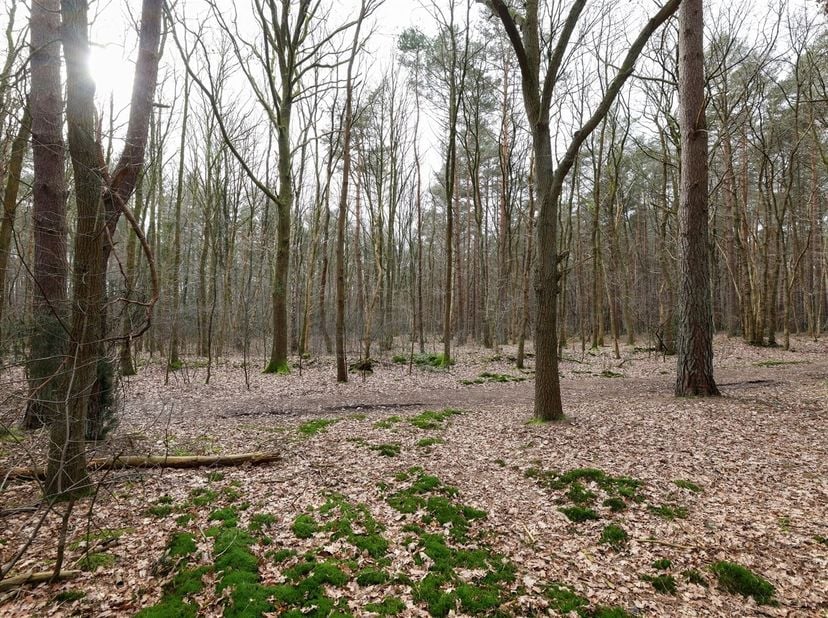 Prachtig bosperceel van 45a50ca in rustige groene omgeving<br />
<br />
Omgeving:<br />
+ Gelegen in een rustige en landelijke omgeving<br />
+ Vl