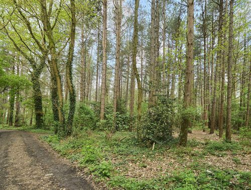                                         Bois à vendre à Hechtel, € 69.000
