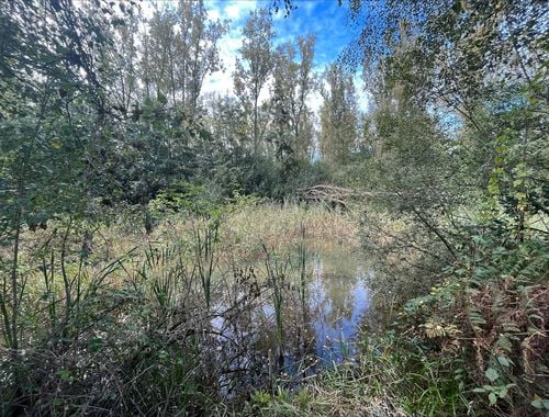                                         Bos te koop in Zandhoven, € 80.000
