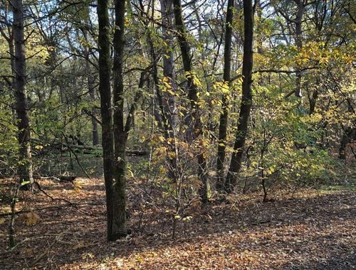                                         Recreatiegrond te koop in Retie, € 68.000
