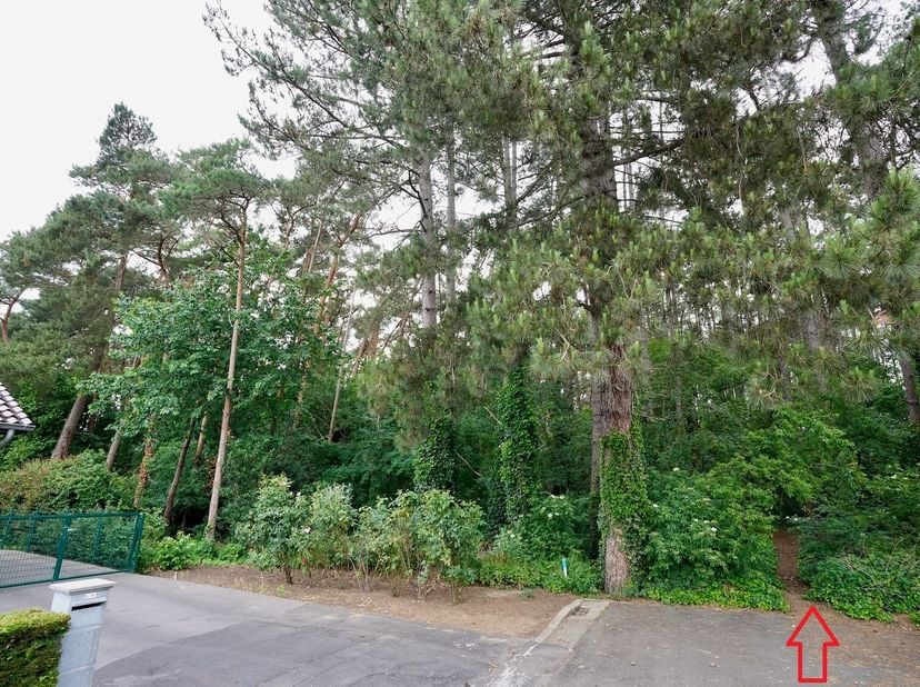 Bos (grove den) gelegen in natuurgebied. Perceel van 74a80ca<br />
Teneinde de Grootdonkstraat te Beverlo, Beringen<br />
Er zijn op dit bos jachtrech