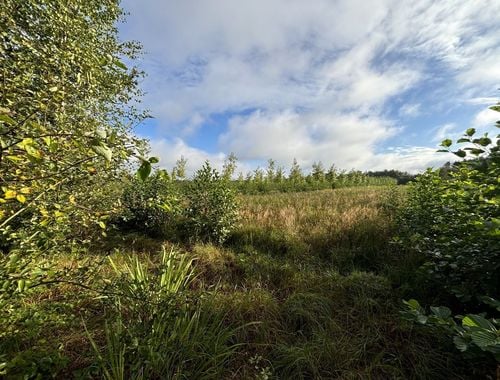                                         Bois à vendre à Balen, € 145.000
