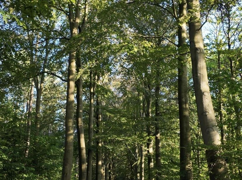 Unieke bouwgrond op een uitzonderlijke locatie in Oud-Heverlee<br />
<br />
In de Weertsedreef in Haasrode (Oud-Heverlee) bevindt zich deze bijzonde