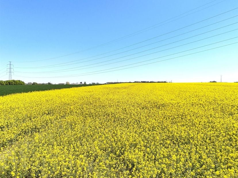 Zeer mooi landbouwperceel met een oppervlakte van 10 ha in één stuk.<br />
Het perceel ligt aan de weg. Vlak terrein.<br />
Beschikbaar na de oogst va
