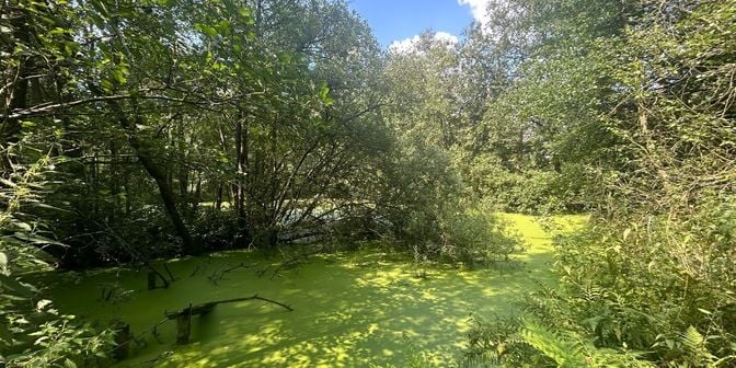 Grond te koop in Schrans, 2440 Geel