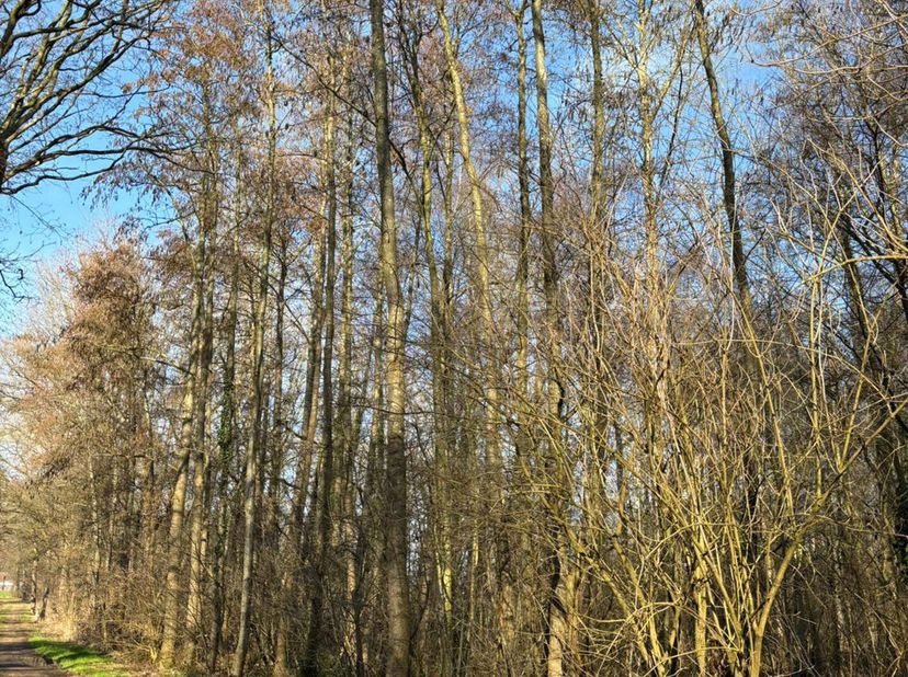 PANHOVENSTRAAT  3990 PEER<br />
<br />
Zeer mooi perceel bos, met een oppervlakte van 5195m, gelegen in agrarisch gebied, voorzien van mooie eiken bom