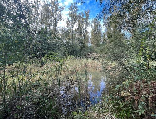                                         Bois à vendre à Zandhoven, € 80.000
