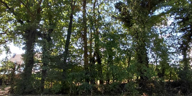 Terrain à vendre à Irislaan, 3550 Zolder