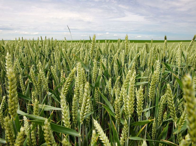 Grond gelegen in de gemeenten Ohey, Gesves en Andenne met een totale kadastrale oppervlakte van 76 ha 23 a 80 ca<br />
Het land is verdeeld in 7 kave
