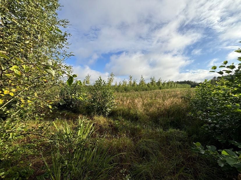 Deze bosgrond is gunstig gelegen aan de Zuiderring. Recent geplant met maar liefst 17.752 bomen/struiken.<br />
Omschrijving:<br />
- Oppervlakte: 51.