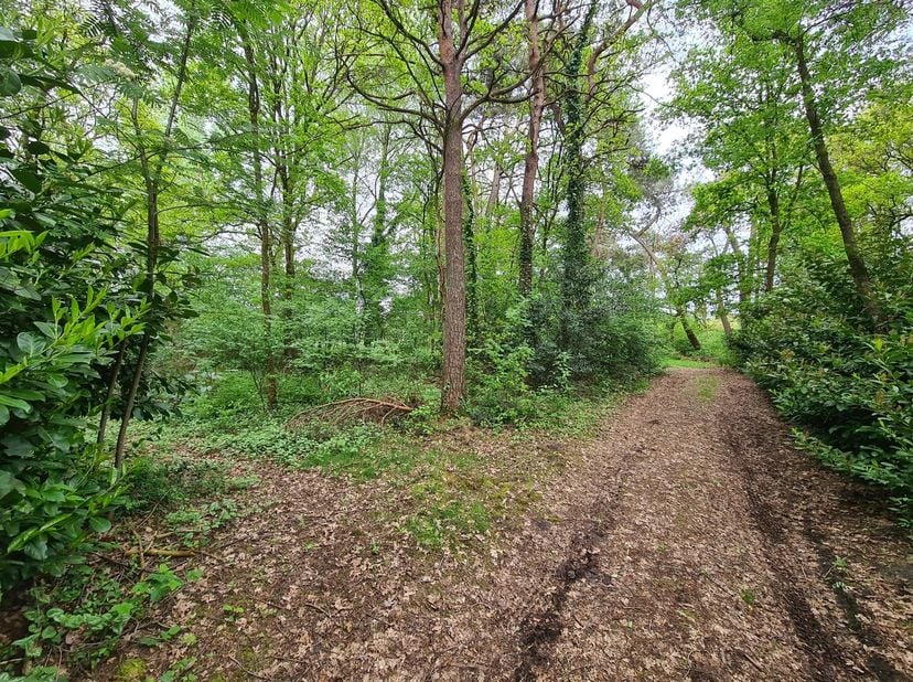 In het groene Eksel op een rustige locatie in Maye Bemden vinden we deze 2 percelen bos van samen +/- 41 are. Het totaal is +/- 200 m lang en 20 m bre