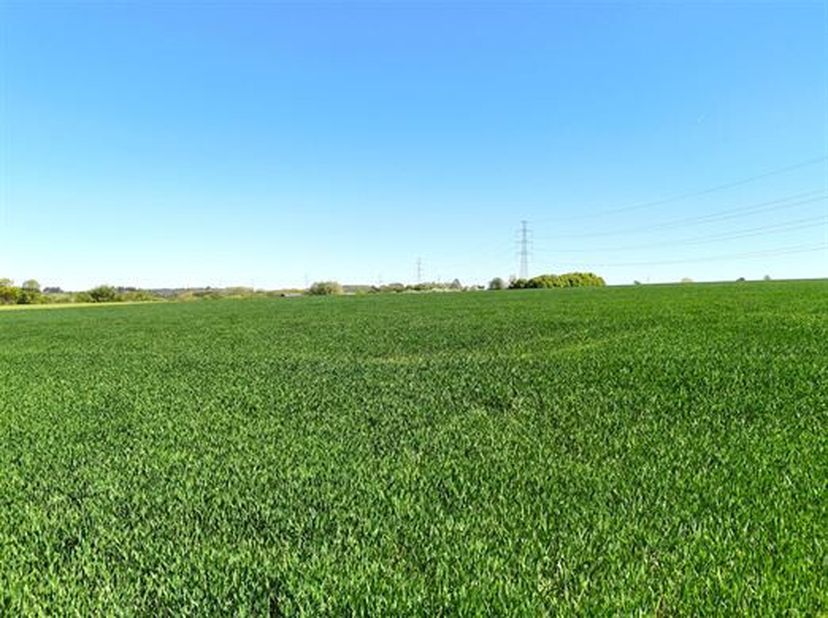 Très belle terre de culture d'une contenance de 20 ha 65 a 50 ca formant un beau bloc.<br />
Elle est située à route. Relief plat.<br />
Libre d'occup
