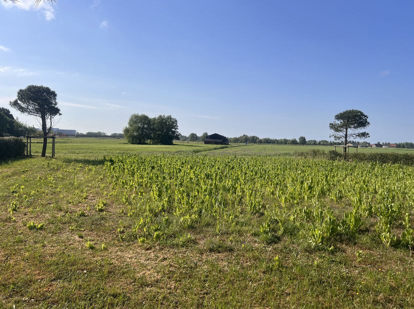Terrain à vendre
                    à 8300 Westkapelle