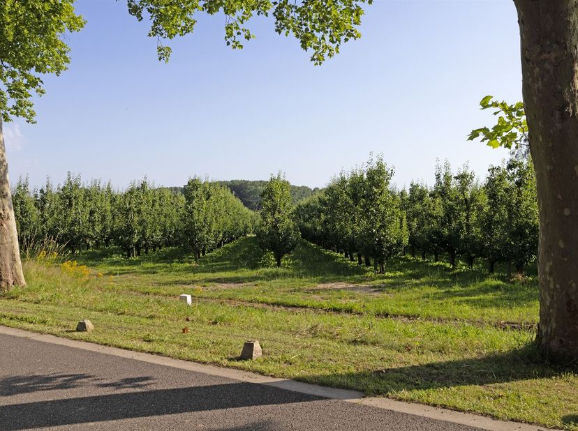 Deze bouwgrond (OB) met een perceelsoppervlakte van 16are80 is zeer rustig gelegen. Met een straatbreedte van ±24m te midden van een residentiële, gro
