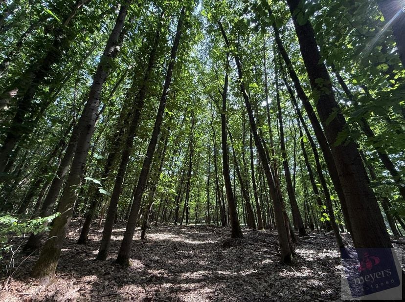 Op zoek naar een eigen stukje groen waar rust en natuur centraal staan? In de Voornstraat in Houthalen-Helchteren bevindt zich dit bosperceel van circ