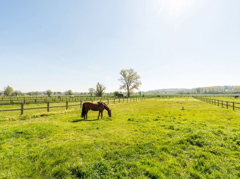 Maison à vendre
                    à 9790 Petegem-aan-de-Schelde