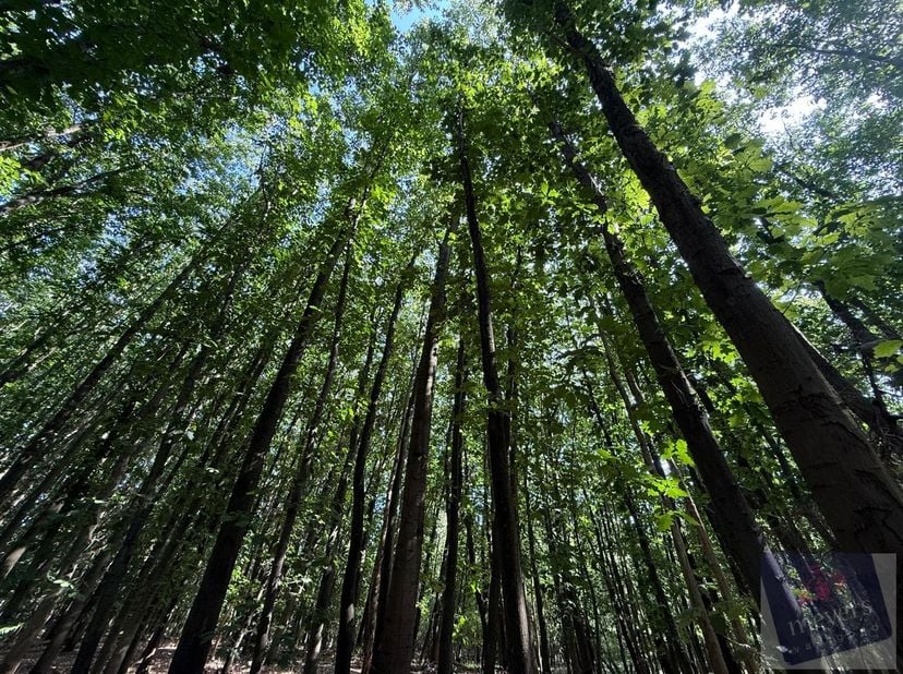 Op zoek naar een eigen stukje groen waar rust en natuur centraal staan? In de Voornstraat in Houthalen-Helchteren bevindt zich dit bosperceel van circ