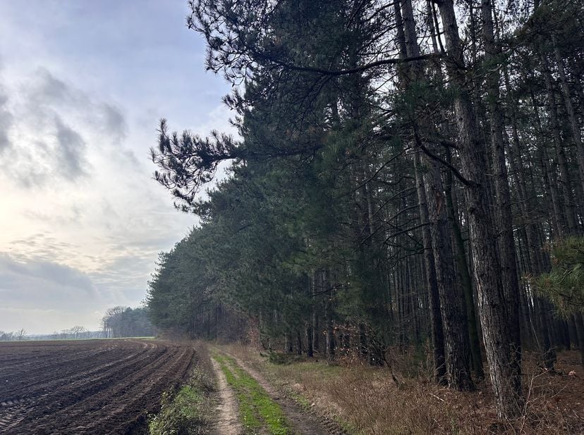 Deze rustig en mooi gelegen bosgrond is ideaal voor wie op zoek is naar natuur, privacy en ontspanning. Een prachtige plek om te genieten van rust en