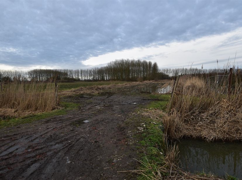 Langs de Koning Albertdijk in Moerzeke wordt deze landbouwgrond van 4.858 m² in een doodlopende straat te koop aangeboden.<br />
<br />
Het perceel